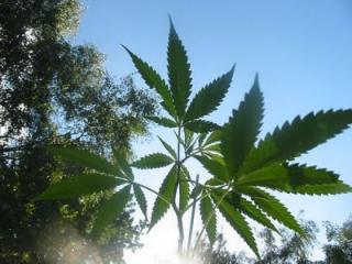 ganja.jpg